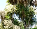 Property Image 909Blooming Palm Tree